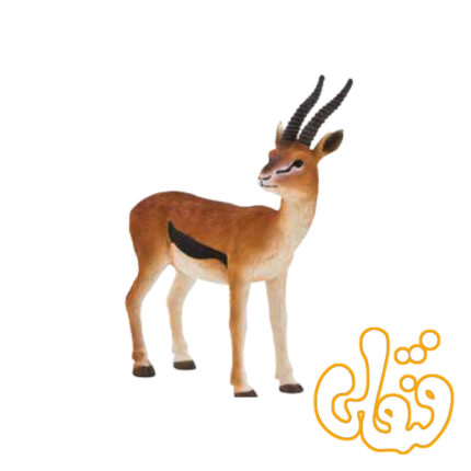 غزال تامسون نر Thomson’s Gazelle Male 387122