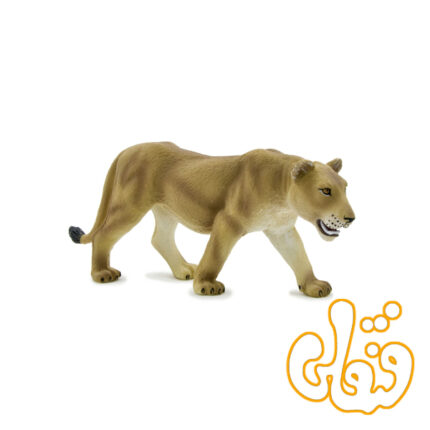 شیر ماده 387010 Lioness