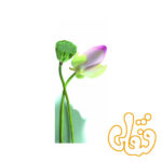 پازل رونزبرگر رز خوش نما Pretty Rose 15126
