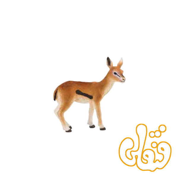 387123 بچه غزال تامسون Thomson’s Gazelle Fawn 387123