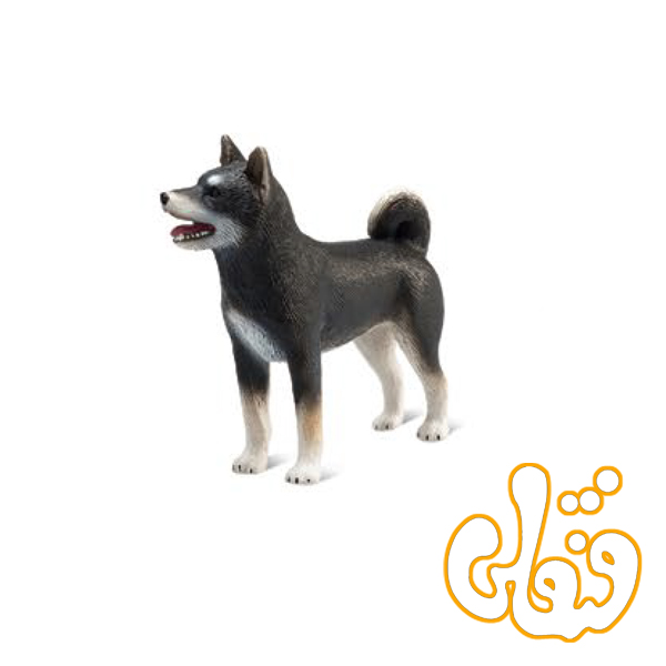 387363 سگ شیبا مشکی Shiba Inu Black 387363