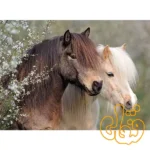 پازل 150 قطعه پونی‌های بی‌نقص رونزبرگر Perfect Ponies 12986 - Image 2