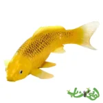 فیگور ماهی کوی کارپر - کین ماتسوبا موجو Koi Karper - Kin Matsuba 381105 - Image 2