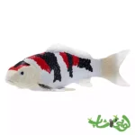 فیگور ماهی کوی کارپر – شوا سانشوکو موجو Koi Carp - Showa Sanshoku 381103