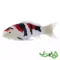 فیگور ماهی کوی کارپر – شوا سانشوکو موجو Koi Carp - Showa Sanshoku 381103
