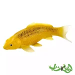 فیگور ماهی کوی کارپر - کین ماتسوبا موجو Koi Karper - Kin Matsuba 381105