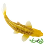 فیگور ماهی کوی کارپر - کین ماتسوبا موجو Koi Karper - Kin Matsuba 381105 - Image 5
