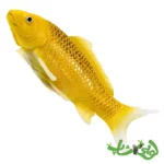 فیگور ماهی کوی کارپر - کین ماتسوبا موجو Koi Karper - Kin Matsuba 381105 - Image 4