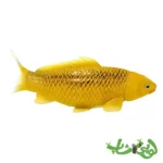 فیگور ماهی کوی کارپر - کین ماتسوبا موجو Koi Karper - Kin Matsuba 381105 - Image 3